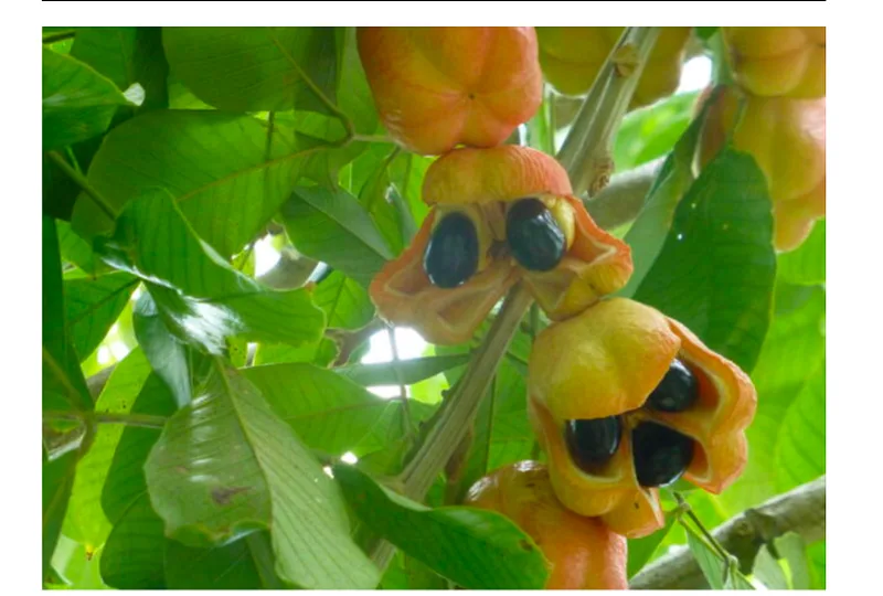 🌿 Ackee: Jamaica’s National Fruit with a Complex Legacy
