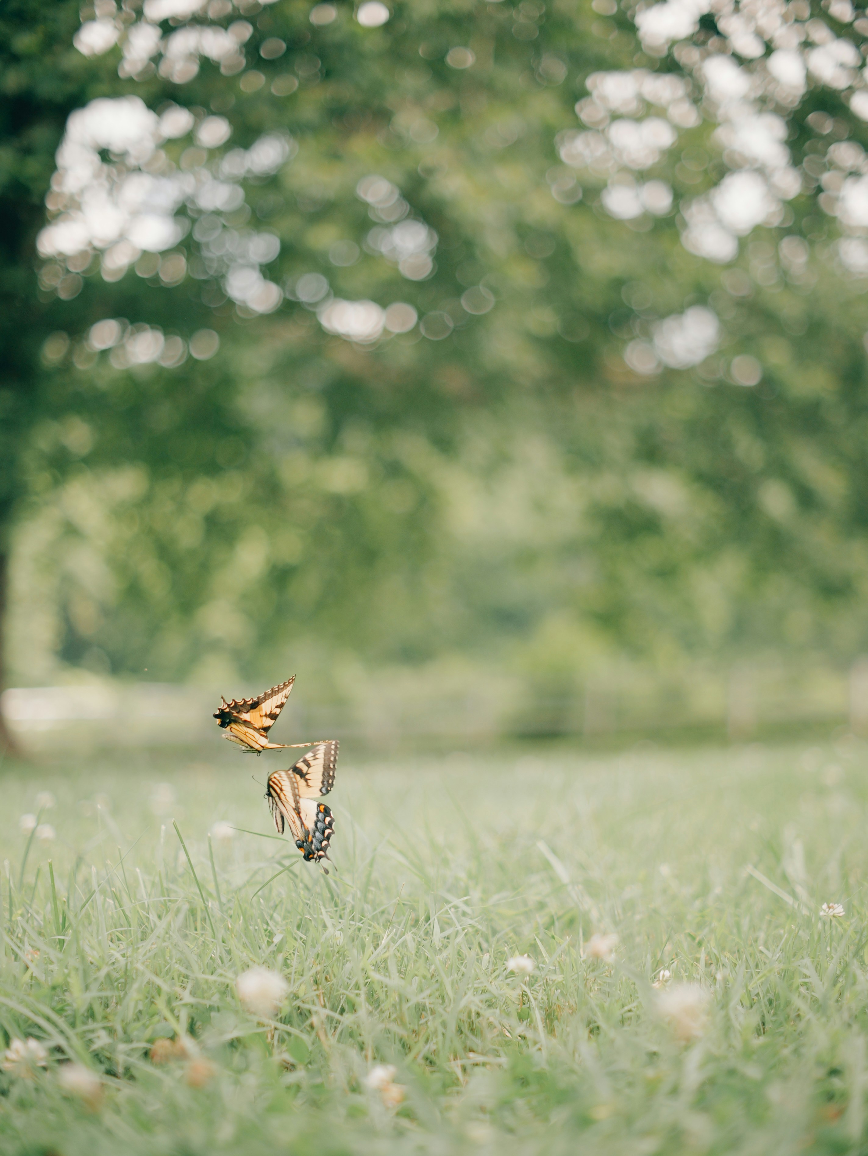 A butterfly travelling into the distance across an open field, becoming a silhouette against the light