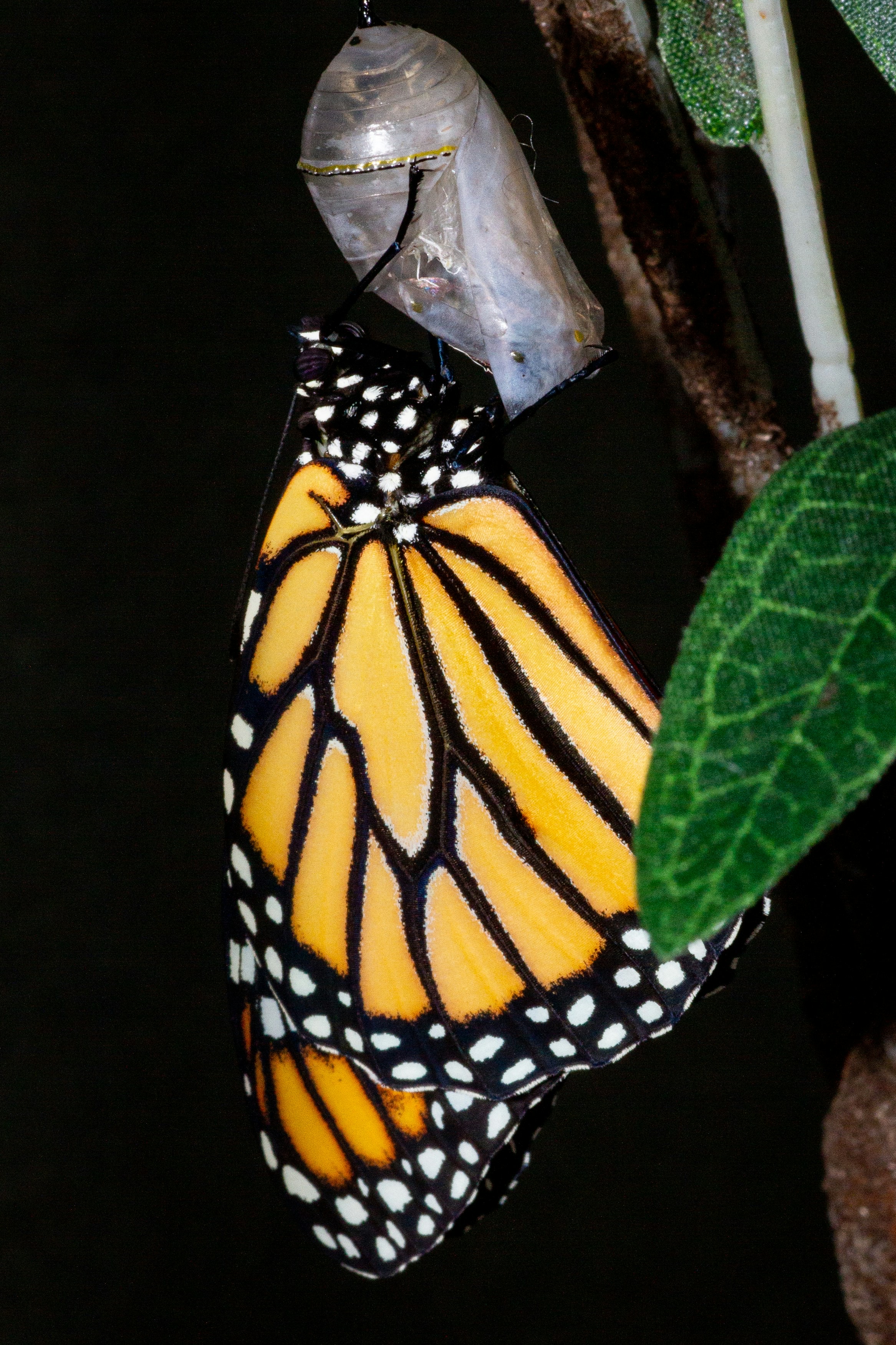 A monarch butterfly moments after emerging from its chrysalis, wings still folded and wet