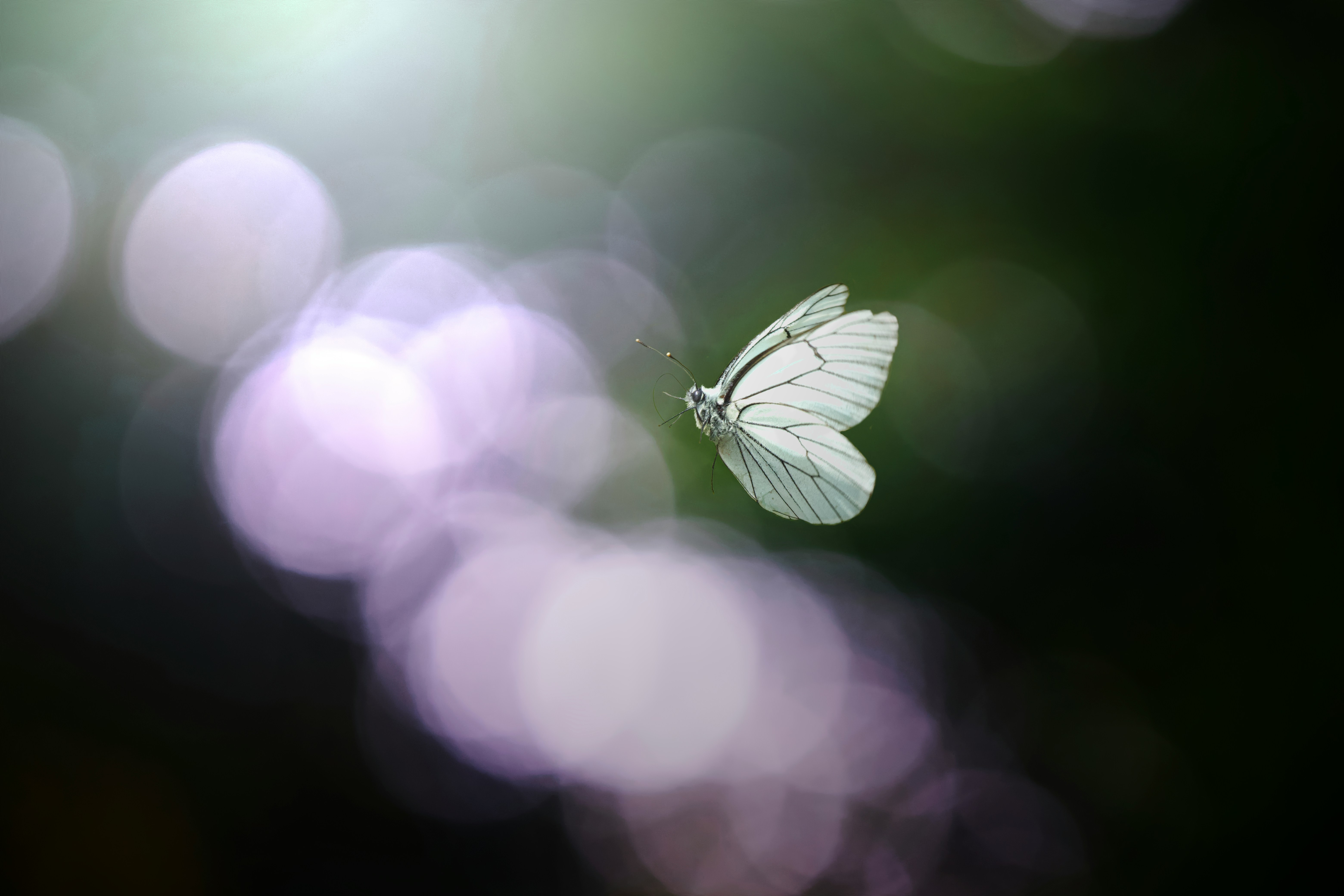 What If Butterflies Are the World's Living Memory Banks?