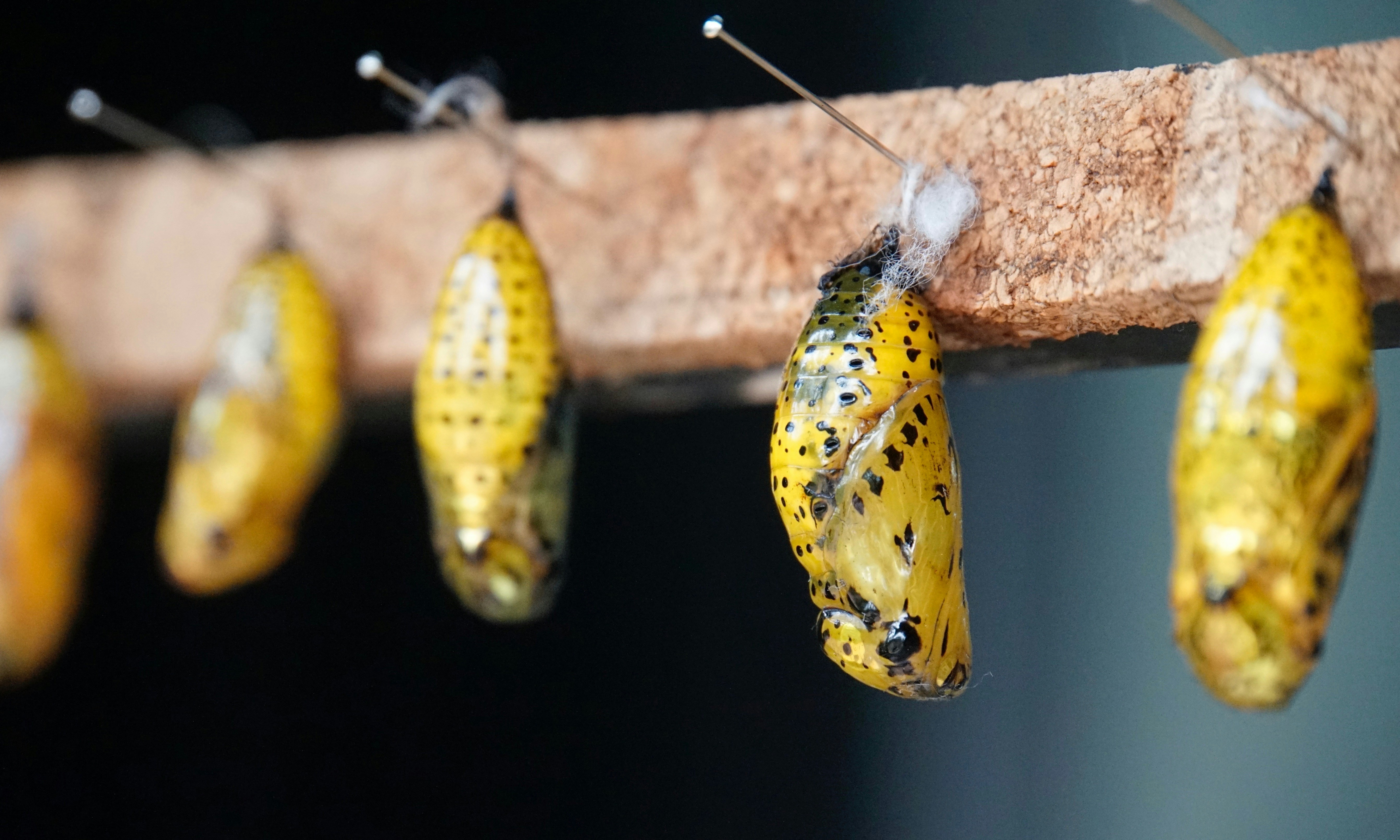 A caterpillar resting near a translucent chrysalis hanging from a branch