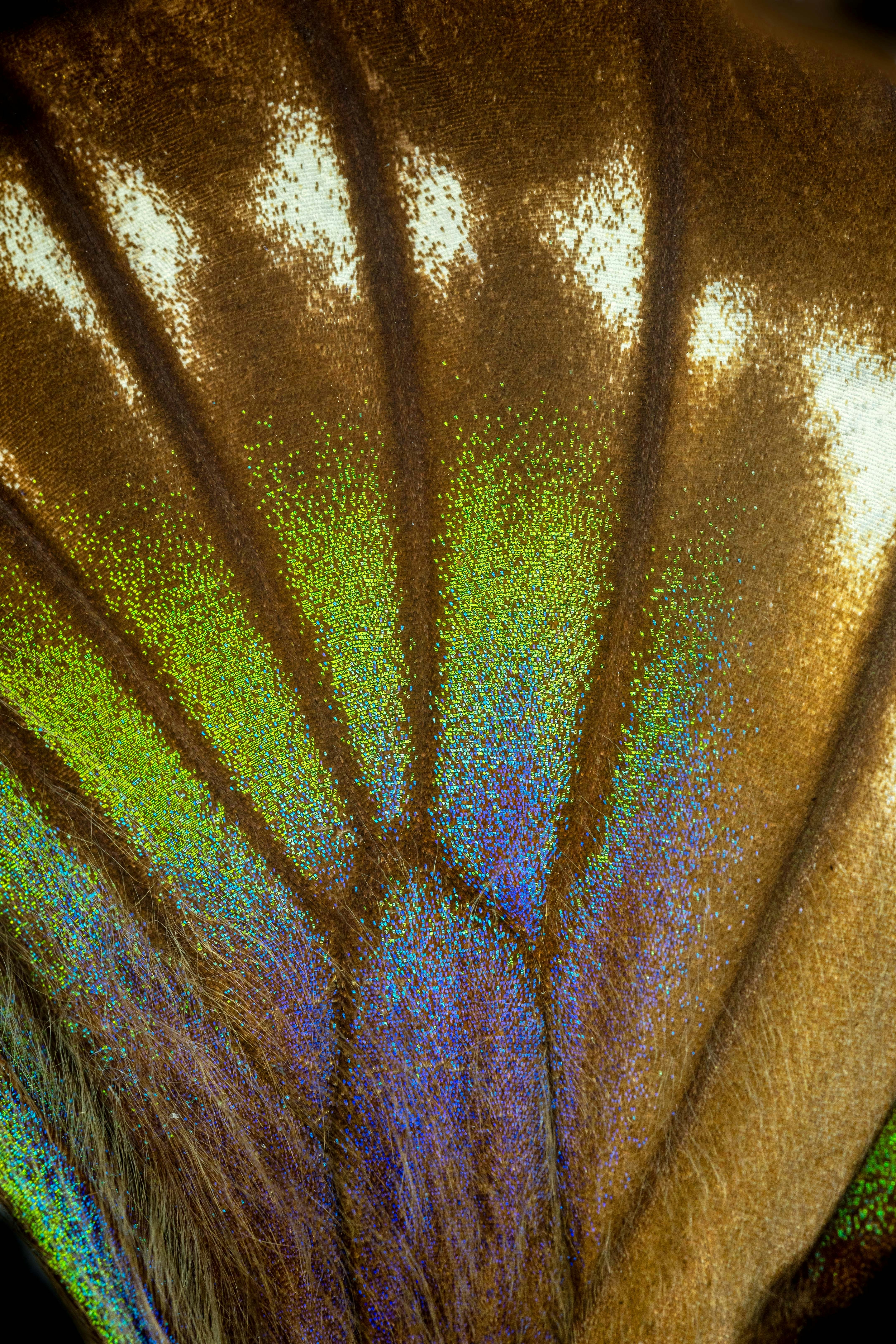 A macro close-up of iridescent butterfly wing scales — intricate patterns suggesting memory, movement, and the passage of time