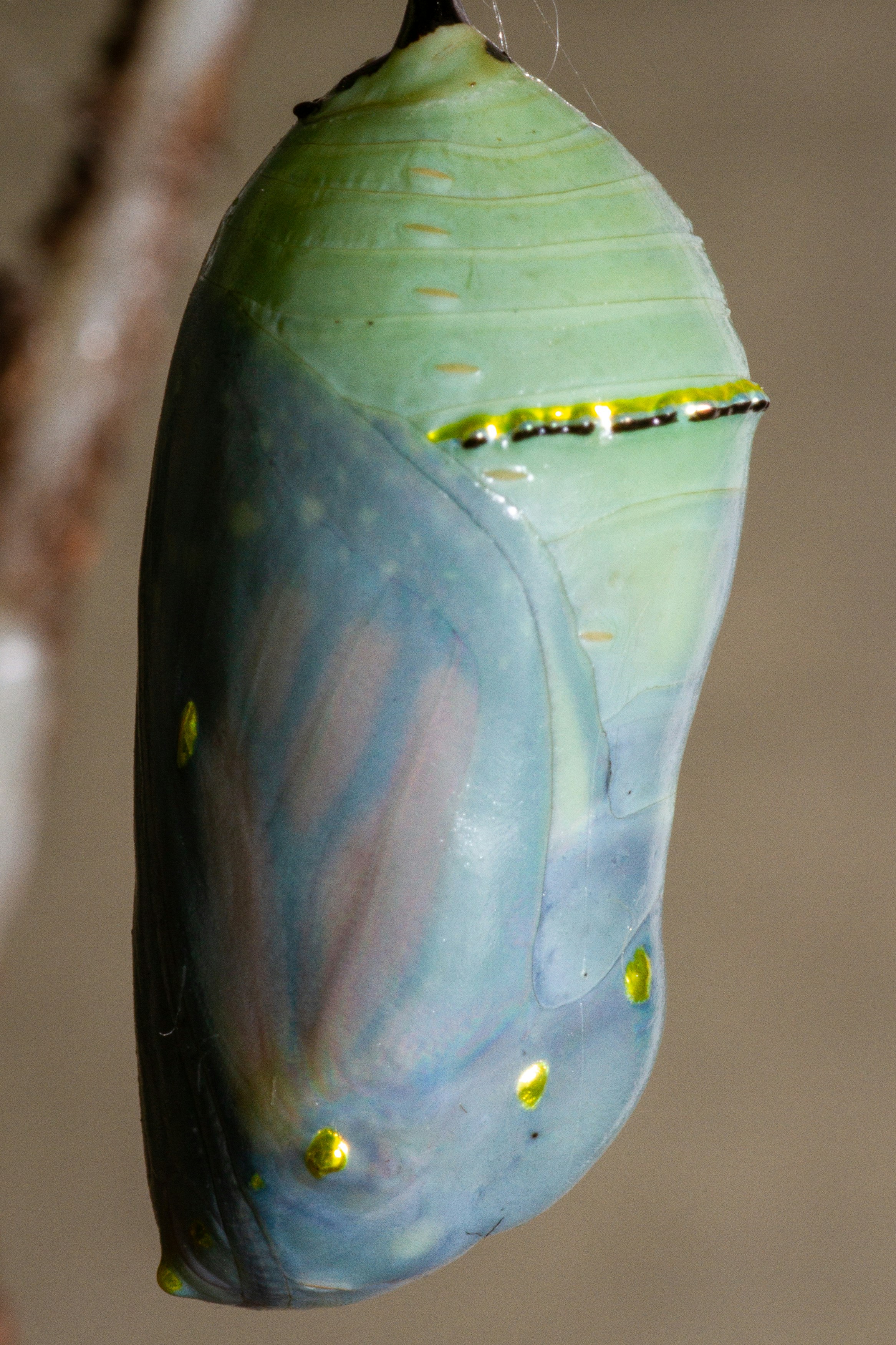 A monarch butterfly chrysalis — the pupal stage where the caterpillar body reorganises into an adult butterfly